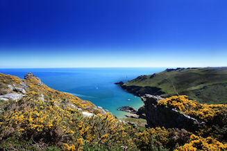 Gorse on the cliffs above Starehole Bay, under a clear blue sky